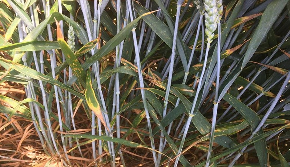 Septoria tritici symptoms on wheat at an RL trial site (treated, disease rating '7')